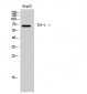 TCP-1 ε Polyclonal Antibody