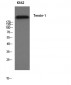 Tensin-1 Polyclonal Antibody