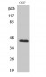 TF Polyclonal Antibody