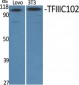 TFIIIC102 Polyclonal Antibody