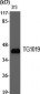 TG1019 Polyclonal Antibody