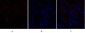 TGFβ RII Polyclonal Antibody