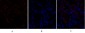 TGFβ RII Polyclonal Antibody