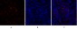 TGFβ RII Polyclonal Antibody