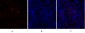 TGFβ RII Polyclonal Antibody