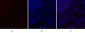 TGFβ1 Polyclonal Antibody