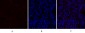 TGFβ1 Polyclonal Antibody