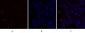 TGFβ1 Polyclonal Antibody