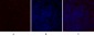 TGFβ1 Polyclonal Antibody