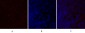 TGFβ1 Polyclonal Antibody