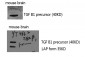 TGFβ1 Polyclonal Antibody