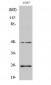 TGFβ3 Polyclonal Antibody