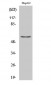 TH Polyclonal Antibody