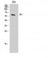 TH Polyclonal Antibody