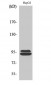 THC2 Polyclonal Antibody