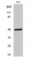 Thrombin R Polyclonal Antibody