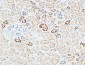 Tie-1 Polyclonal Antibody