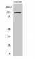 TIF1α Polyclonal Antibody