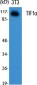 TIF1α Polyclonal Antibody