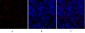 TIMP-1 Polyclonal Antibody