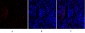 TIMP-1 Polyclonal Antibody