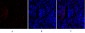 TIMP-1 Polyclonal Antibody