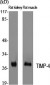 TIMP-4 Polyclonal Antibody