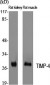 TIMP-4 Polyclonal Antibody