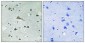 TIRAP Polyclonal Antibody