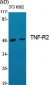 TNF-R2 Polyclonal Antibody