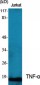 TNF-α Polyclonal Antibody