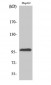 Topo IIIβ-1 Polyclonal Antibody