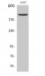 Topo IIα Polyclonal Antibody