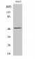 TPH1 Polyclonal Antibody