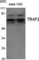TRAF3 Polyclonal Antibody