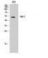 TRF1 Polyclonal Antibody