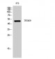 TRIM59 Polyclonal Antibody