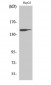 Trk B Polyclonal Antibody