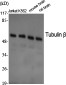 Tubulin β Polyclonal Antibody