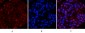 Tubulin β Polyclonal Antibody