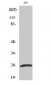 UCH-L1 Polyclonal Antibody