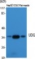 UDG Polyclonal Antibody