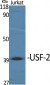 USF-2 Polyclonal Antibody