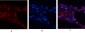 USP11 Polyclonal Antibody