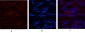 USP11 Polyclonal Antibody