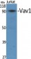 Vav1 Polyclonal Antibody