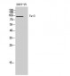 Vav3 Polyclonal Antibody