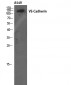 VE-Cadherin Polyclonal Antibody