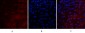 VEGF-A Polyclonal Antibody