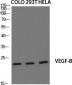 VEGF-B Polyclonal Antibody